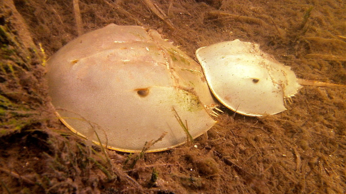 Horseshoe Crab A pair of Atlantic horseshoe crabs off of Little Pine Key, Florida. Atlantic horseshoe crab,Florida,Geotagged,Limulus polyphemus,United States