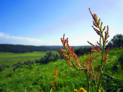 Red Sorrel Exotic red sorrel growing in the Hayden Valley, Yellowstone National Park. Red sorrel is native to Eurasia but has been introduced widely throughout the northern hemisphere. Geotagged,Non-native,Red sorrel,Rumex acetosella,United States,Wyoming,Yellowstone National park