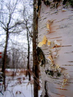 Cold Paper Paper birch from central Wisconsin on a cold January morning. Betula papyrifera,Geotagged,Paper Birch,United States,Wisconsin,trees