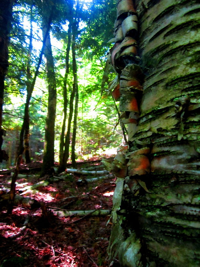 Yellow Birch This photograph shows the darker, yellowish bark of the yellow birch as opposed to the paper or white birch. This species also typically grows in lowland areas where water is nearby. Betula alleghaniensis,Geotagged,United States,Wisconsin,Yellow birch,trees
