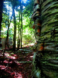 Yellow Birch This photograph shows the darker, yellowish bark of the yellow birch as opposed to the paper or white birch. This species also typically grows in lowland areas where water is nearby. Betula alleghaniensis,Geotagged,United States,Wisconsin,Yellow birch,trees