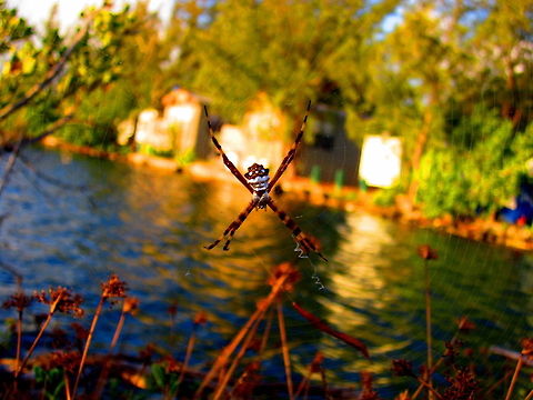Silver Argiope A very interesting specimen I captured on Sugarloaf Key, Florida. Arachnida,Argiope argentata,Florida,Geotagged,Silver Argiope,Spiders,United States
