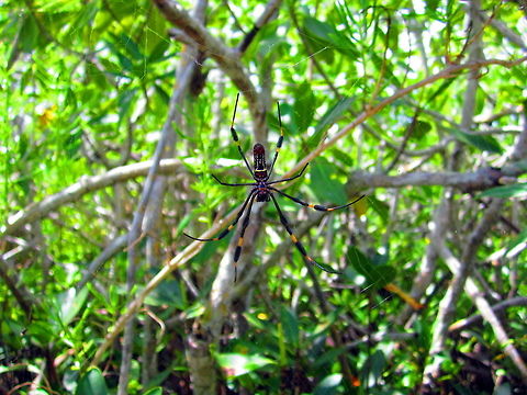 Death to the Unwary Insect This not-so-small golden orb-weaver was almost on my face when my canoe partner tried putting me right through her web! He did not see the web, and I was looking in a different direction when I turned to face forward and saw that she was at face level just a few feet away. Thankfully for me, I mean the spider, we did not run my head through her home and disturb her. Arachnida,Florida,Geotagged,Golden orb-weaver,Nephila clavipes,Spiders,United States