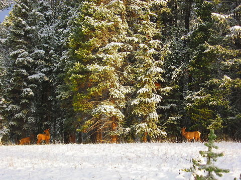 Alert I was watching these cow elk for a few minutes when something else got their attention. I never did see what it was; I was hoping some magnificent carnivore like a bear or a pack of wolves would enter the scene, but I never did see what set the elk off. They pranced out of site into the evergreens shortly after I captured this photo. Cervus canadensis,Elk,Geotagged,United States,Wyoming,Yellowstone National Park