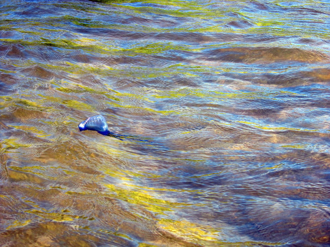 Man o' War This Portuguese man o&#039; war floated by our canoe in the Florida Keys. My group of friends and I had never seen one before and we have not encountered one since. This is the only one we have come across in four years of fishing there! But I do love how the reflection of the sky on the rough water mixes with the yellow/brown sea grass underneath. It makes an interesting photograph. Florida,Geotagged,Physalia physalis,Portuguese man o war,United States
