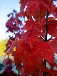 Red Maple in Fall Color This young red maple was captured along the banks of the Wisconsin River in Stevens Point, Wisconsin. Acer rubrum,Geotagged,Red maple,United States,Wisconsin,trees