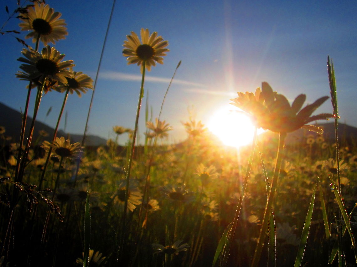 Happy Daisies Oxeye daisies welcome the sun as it rises over the Flathead National Forest just south of Glacier National Park, Montana. Geotagged,Glacier National Park,Leucanthemum vulgare,Montana,National Forest,Oxeye daisy,Summer,Sunrise,United States,Wildflowers
