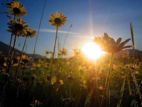Happy Daisies Oxeye daisies welcome the sun as it rises over the Flathead National Forest just south of Glacier National Park, Montana. Geotagged,Glacier National Park,Leucanthemum vulgare,Montana,National Forest,Oxeye daisy,Summer,Sunrise,United States,Wildflowers