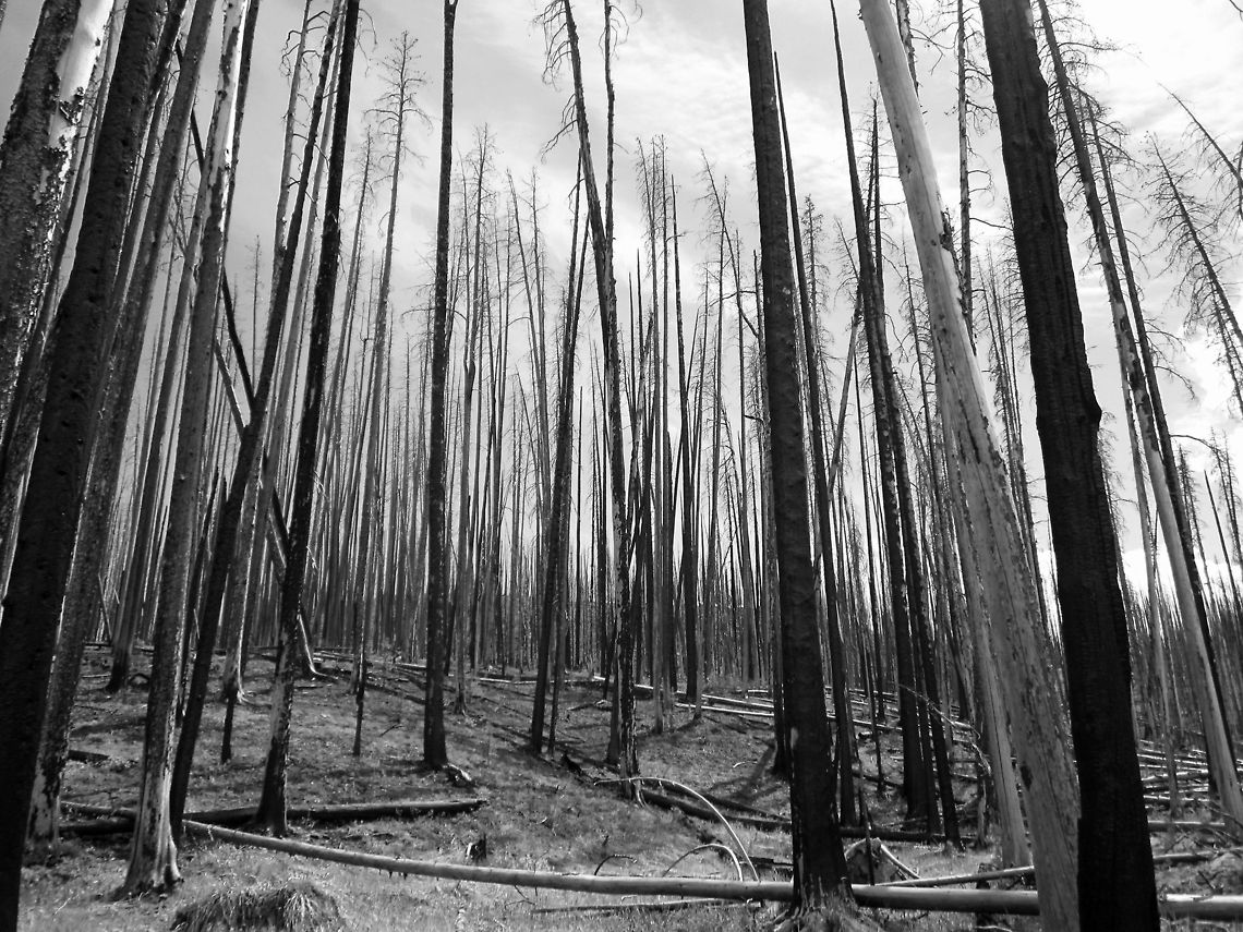 Death by Fire The skeletal remains of a stand of lodgepole pines (Pinus contorta latifolia) burned by the Yellowstone fires of 1988. In all, the Yellowstone fires of 1988 burned over 1/3 of Yellowstone National Park, and at one point caused the park to close to all non-emergency personal for the first time in park history. Geotagged,Landscapes,Lodgepole pine,Pinus contorta,United States,Wyoming,Yellowstone National Park,shore pine,trees,wildfire