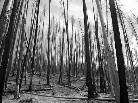 Death by Fire The skeletal remains of a stand of lodgepole pines (Pinus contorta latifolia) burned by the Yellowstone fires of 1988. In all, the Yellowstone fires of 1988 burned over 1/3 of Yellowstone National Park, and at one point caused the park to close to all non-emergency personal for the first time in park history. Geotagged,Landscapes,Lodgepole pine,Pinus contorta,United States,Wyoming,Yellowstone National Park,shore pine,trees,wildfire