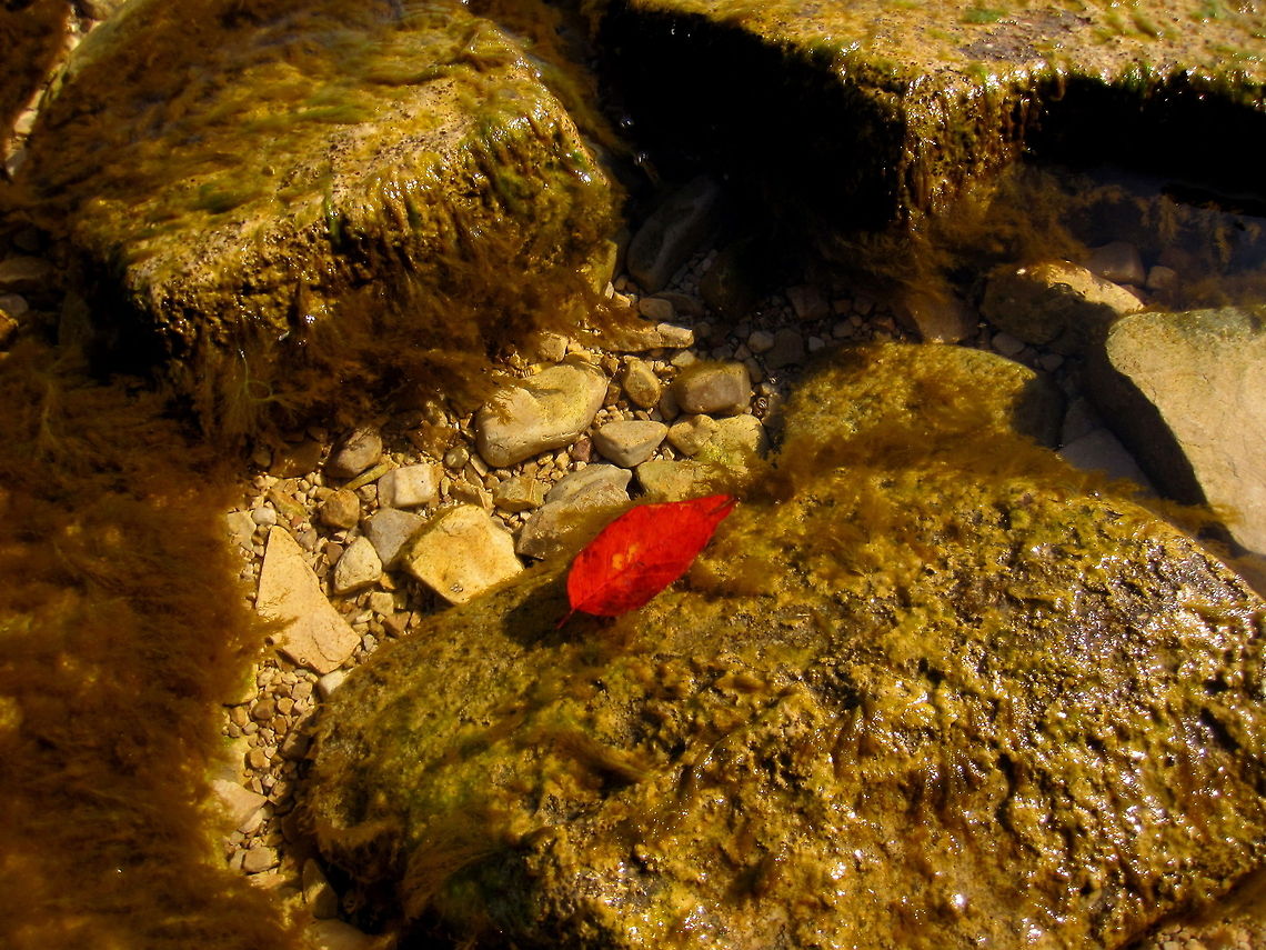 Floating Alone A leaf rests on the surface of Lake Michigan of the shores of Door Bluff County Park in Door County, Wisconsin. Geotagged,Lake Michigan,United States,Wisconsin