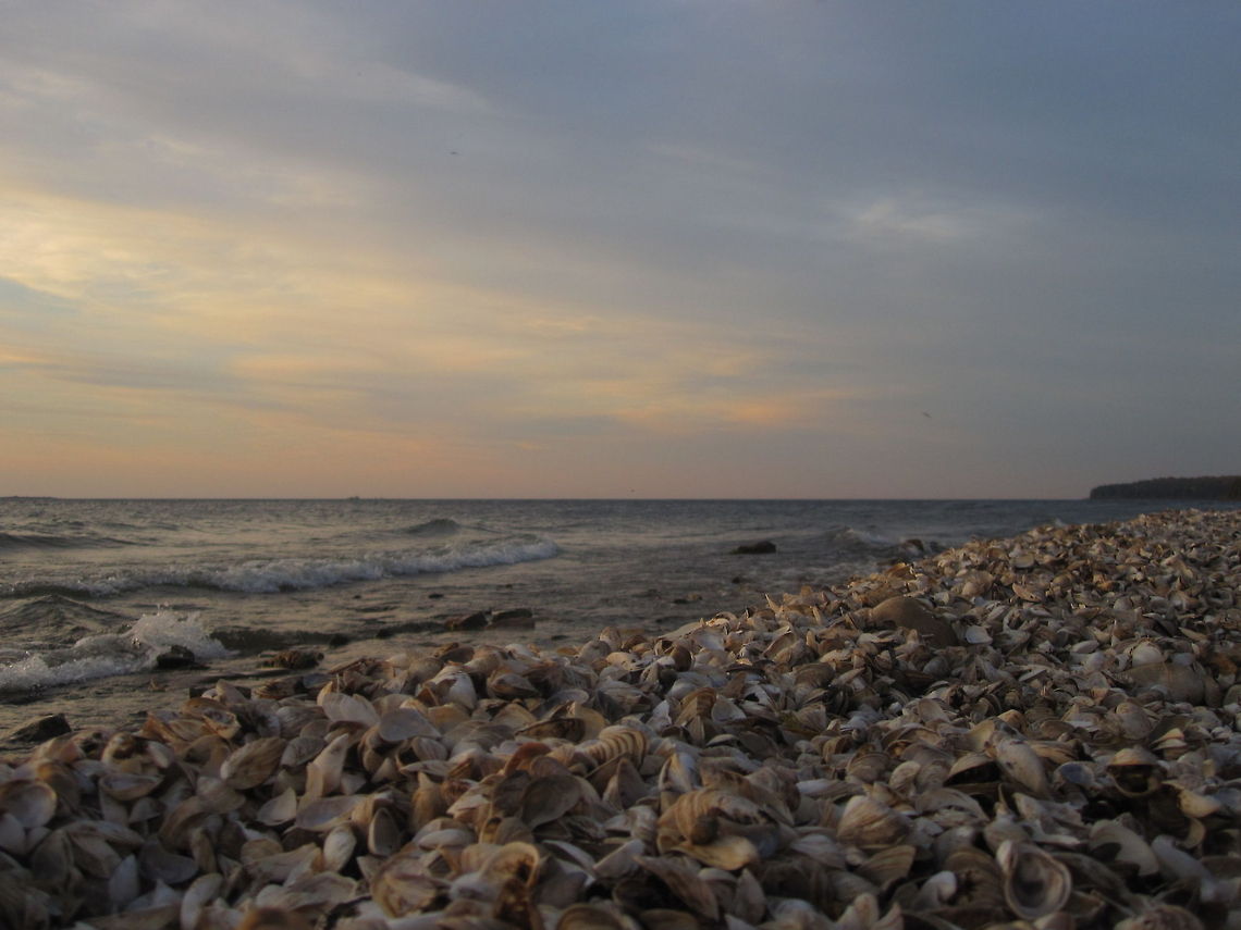 Beach of Shells Zebra mussel shells litter the shoreline of Lake Michigan in Peninsula State Park, Door County, Wisconsin. Zebra mussels were transported to the Great Lakes through the St. Lawrence Waterway from the Atlantic Ocean and have become a poster child for aquatic invasive species in North America. Dreissena polymorpha,Geotagged,Lake Michigan,Landscapes,Non-native,United States,Wisconsin,Zebra mussel