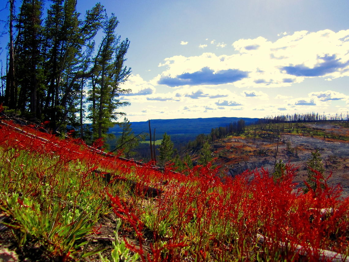 Red Sorrel in the Sulfur Hills This capture of a hillside covered in red sorrel really shows it&#039;s ability to take over an area. Red sorrel thrives in areas where the soil is acidic. This area of Yellowstone National Park is known as the sulfur hills for the countless sulfur vents. The abundant sulfur in the area means the pH of the soil is on the acidic side, giving great conditions for red sorrel to take over the landscape. Geotagged,Landscapes,Non-native,Red Sorrel,Rumex acetosella,United States,Wyoming,Yellowstone National Park