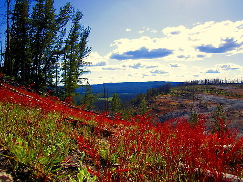Red Sorrel in the Sulfur Hills This capture of a hillside covered in red sorrel really shows it's ability to take over an area. Red sorrel thrives in areas where the soil is acidic. This area of Yellowstone National Park is known as the sulfur hills for the countless sulfur vents. The abundant sulfur in the area means the pH of the soil is on the acidic side, giving great conditions for red sorrel to take over the landscape. Geotagged,Landscapes,Non-native,Red Sorrel,Rumex acetosella,United States,Wyoming,Yellowstone National Park