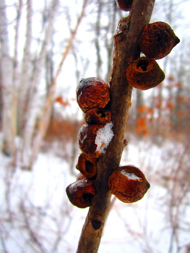 Wooden Spheres Growths left over from insects that were implanted into this plant and left to grow. Over time, the wood grew around them and these small growths boiled out from the plant, leaving these sphere-like protrusions. Geotagged,United States,Wisconsin