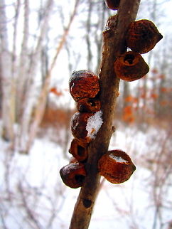 Wooden Spheres Growths left over from insects that were implanted into this plant and left to grow. Over time, the wood grew around them and these small growths boiled out from the plant, leaving these sphere-like protrusions. Geotagged,United States,Wisconsin