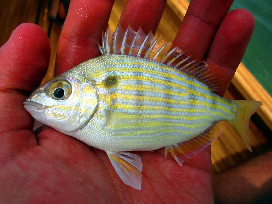 Pinfish These little voracious fish fight hard for their size and attack and eat anything they can fit in their mouths. This fish was caught, photographed and released in the Florida Keys. Fish,Florida,Geotagged,Lagodon rhomboides,Pinfish,United States