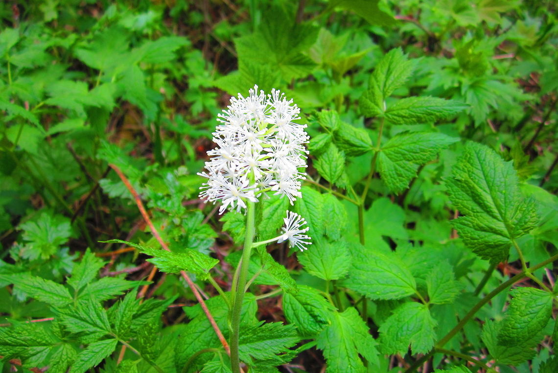 Flowering Red Baneberry Captured along a trail in Grand Teton National Park, Wyoming. Actaea rubra,Geotagged,Grand Teton National Park,Red baneberry,United States,Wyoming