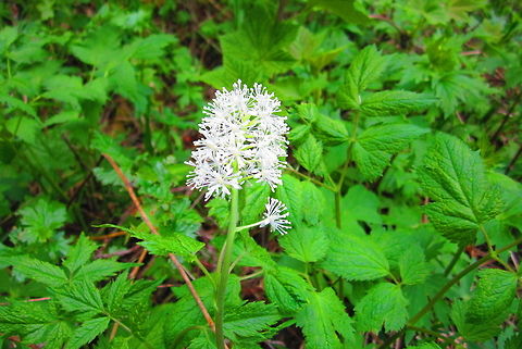 Flowering Red Baneberry Captured along a trail in Grand Teton National Park, Wyoming. Actaea rubra,Geotagged,Grand Teton National Park,Red baneberry,United States,Wyoming