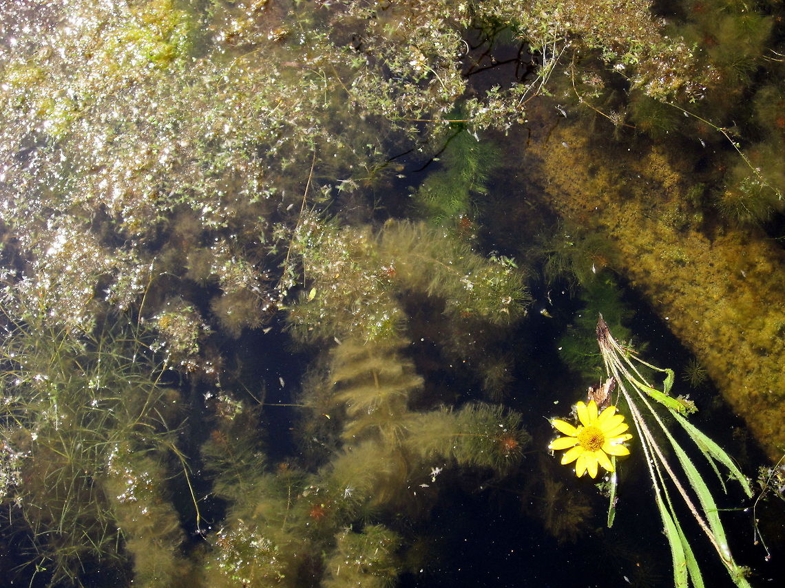 Coontail Coontail, a native aquatic plant, growing in a marsh near Devils Lake, North Dakota. Ceratophyllum demersum,Coontail,Geotagged,North Dakota,United States