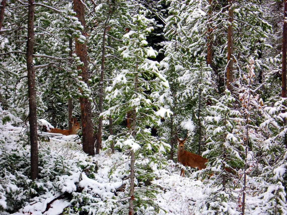 Winter Playground These two doe mule deer spotted me when I was hiking on this beautiful May morning. I snapped a couple shots before they decided they didn't want to play with me in the snow anymore. Captured in the Shoshone National Forest, Wyoming. Geotagged,Mule Deer,Odocoileus hemionus,United States,Wyoming