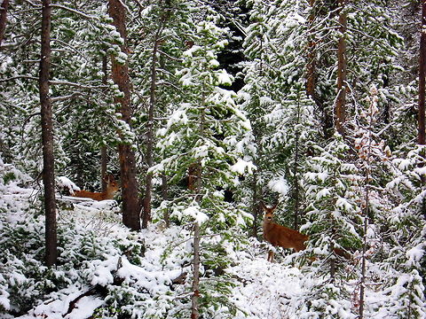 Winter Playground These two doe mule deer spotted me when I was hiking on this beautiful May morning. I snapped a couple shots before they decided they didn't want to play with me in the snow anymore. Captured in the Shoshone National Forest, Wyoming. Geotagged,Mule Deer,Odocoileus hemionus,United States,Wyoming