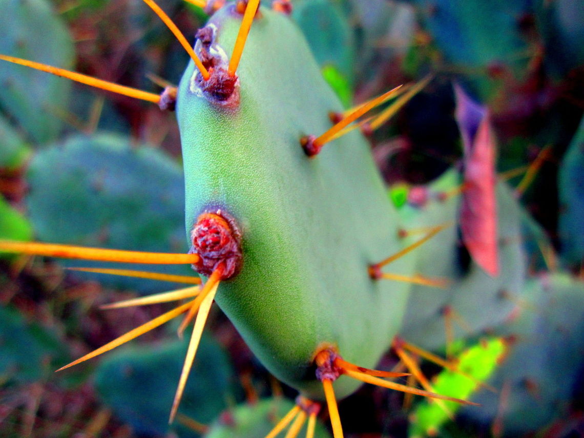 Big Pine Key Prickly Pear A prickly pear cactus looking very formidable. Captured on Big Pine Key, Florida. Big Pine Key prickly pear,Florida,Geotagged,Opuntia triacantha,United States