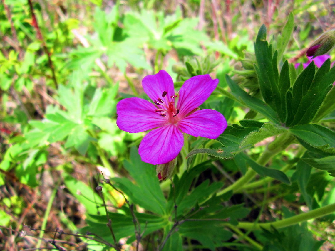 Sticky Purple Geranium A sticky purple geranium captured along the shores of Trout Lake in northern Yellowstone National Park, Wyoming. Geotagged,Geranium viscosissimum,Sticky purple geranium,United States,Wildflowers,Wyoming,Yellowstone National Park