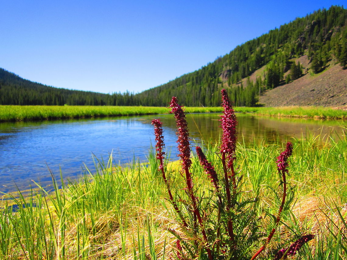 The Heads of Elephants Elephant's head lousewort growing along a mountain stream north of Grand Teton National Park in the Caribou-Targhee Natoinal Forest, Wyoming. Elephant's head lousewort,Geotagged,National Forest,Pedicularis groenlandica,United States,Wildflowers,Wyoming
