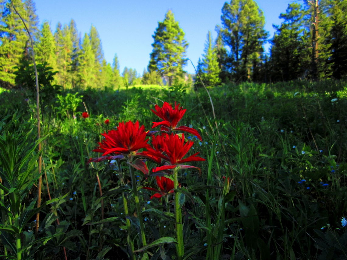 Castilleja linariifolia An Indian paintbrush captured in northern Yellowstone National Park, Wyoming. This genera of flower, Castilleja, is one of my favorite groups of wildflowers. Castilleja linariifolia,Geotagged,Indian Paintbrush,United States,Wildflowers,Wyoming,Yellowstone National Park