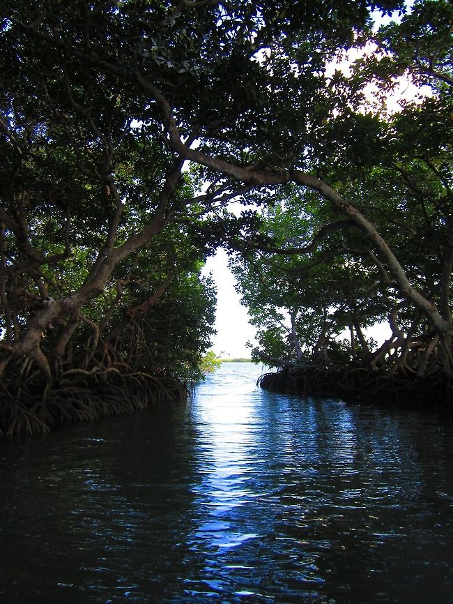 A Tunnel of Mangroves My friend and I discovered this small mangrove &quot;island&quot; in the Florida Keys with a small cut going through the middle. The complexity of these ecosystems are truly unique and amazing! Florida,Geotagged,Red mangrove,Rhizophora mangle,United States