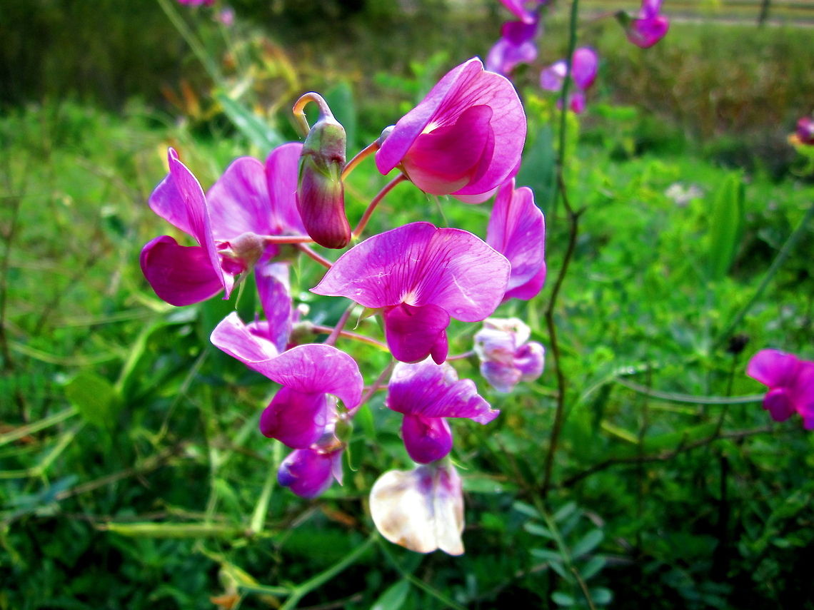 Perennial Pea A beautiful wild perennial pea captured in a small prairie in east-central Wisconsin. Geotagged,Lathyrus latifolius,Perennial peavine,United States,Wisconsin