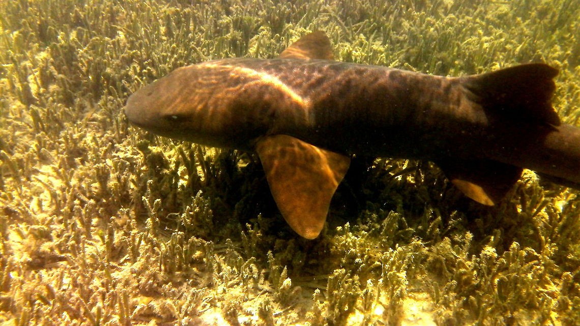 Cruising Nurse A nurse shark encountered in the Florida Keys. These sharks are typically very docile and primarily feed along the ocean floor. Florida,Geotagged,Ginglymostoma cirratum,Nurse shark,United States