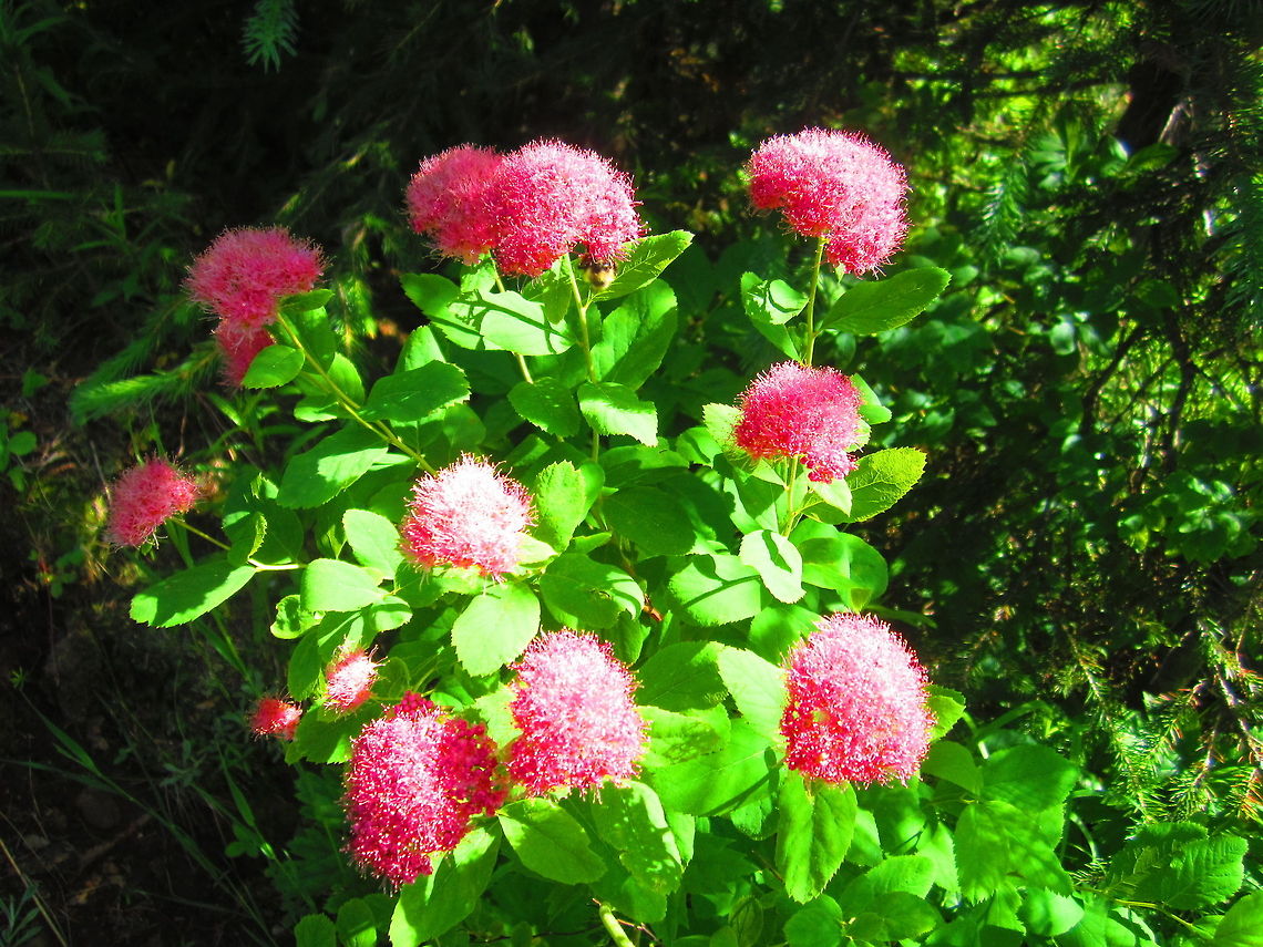 Rosy Spiraea Rosy spiraea, or sometimes called mountain sweet, in full beautiful bloom in Idaho's St. Joe Mountains.  Geotagged,Idaho,Rosy spiraea,Spiraea splendens,United States,Wildflowers