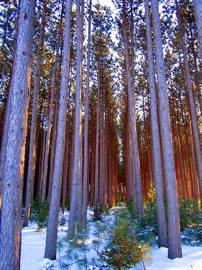 Red Pine Stand A red pine stand in central Wisconsin. These trees are planted and harvested for uses such as high wire poles. Geotagged,Pinus resinosa,Red Pine,United States,Wisconsin
