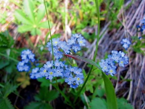 Forget-Me-Not A cute little forget-me-not captured in Yellowstone National Park, Wyoming. Forget-me-not,Geotagged,Myosotis sylvatica,United States,Wyoming,Yellowstone National Park