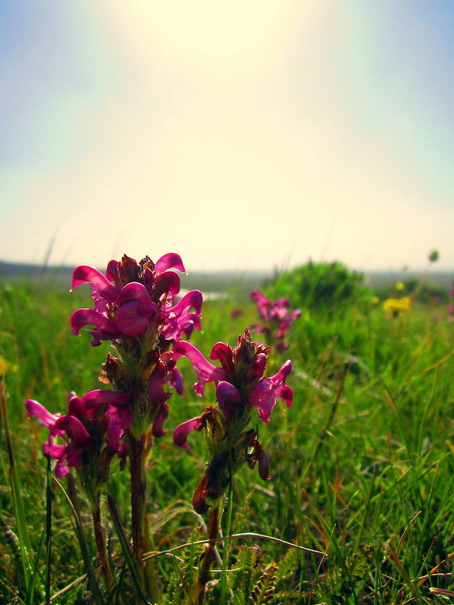 Bird's Beak A past-prime bird's beak lousewort captured on the vast prairies of Yellowstone's Hayden Valley. Bird's beak lousewort,Bird's-Beak Lousewort,Geotagged,Pedicularis ornithorhyncha,United States,Wyoming,Yellowstone National Park