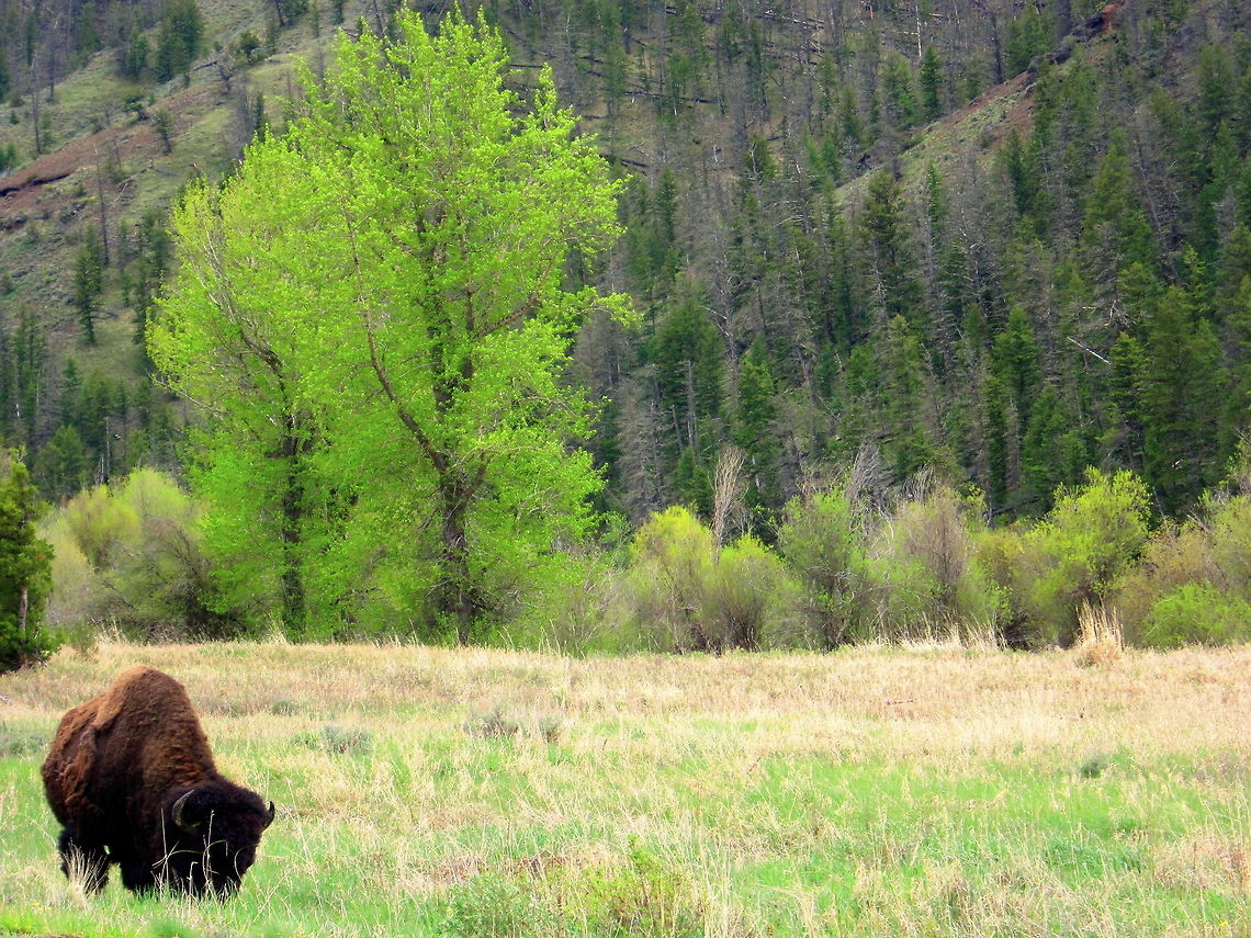 Shedding the Winter Coat A bison grazes in a valley in the Shoshone National Forest as spring rapidly approaches. You can see his scraggly winter coat starting to become patchy as it sheds. American bison,Bison bison,Geotagged,Mammals,National Forest,United States,Wyoming