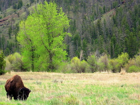 Shedding the Winter Coat A bison grazes in a valley in the Shoshone National Forest as spring rapidly approaches. You can see his scraggly winter coat starting to become patchy as it sheds. American bison,Bison bison,Geotagged,Mammals,National Forest,United States,Wyoming