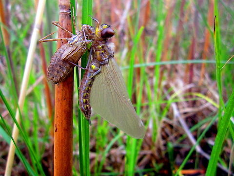 Stream Cruiser Didymops transversa, a dragonfly in the family Macromiidae, accepting its new and strange terrestrial world just moments after hatching. I used the larval exuvium (the shell or shuck it hatched out of) to key out this specimen to the genus. Didymops transversa,Geotagged,Insects,North Dakota,Stream Cruiser,United States