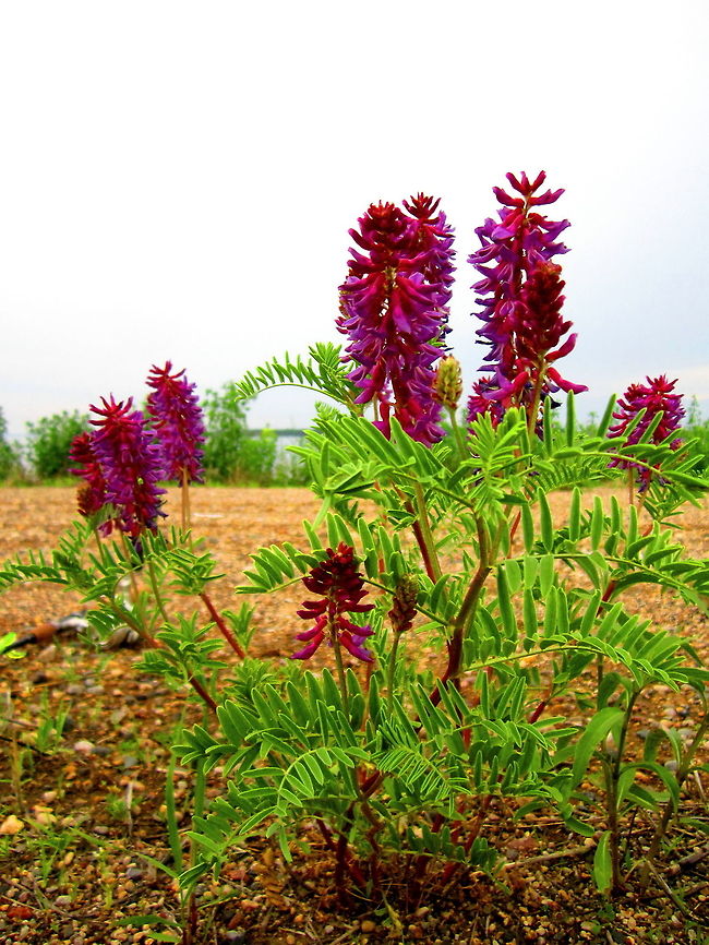 Hairy Vetch Some hairy vetch growing along Devils Lake, North Dakota. Geotagged,Hairy vetch,North Dakota,United States,Vicia villosa