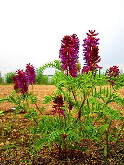 Hairy Vetch Some hairy vetch growing along Devils Lake, North Dakota. Geotagged,Hairy vetch,North Dakota,United States,Vicia villosa