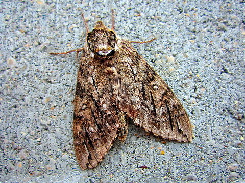 Hidden Underwings A betrothed underwing moth sits motionless on this concrete wall. Captured in Devils Lake, North Dakota. Betrothed underwing,Catocala innubens,Ceratomia undulosa,Geotagged,Insects,North Dakota,United States,Waved Sphinx
