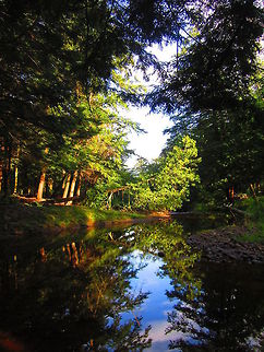 Hideaway The view my pals and I woke up to for four three mornings while camping in the Porcupine Mountains in upper Michigan. Geotagged,Landscapes,Michigan,Summer,United States