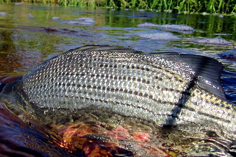 Metallic The silvery scales of a spawning female white bass. Caught, photographed and released in Devils Lake, North Dakota. Fish,Geotagged,Morone chrysops,North Dakota,United States,White bass