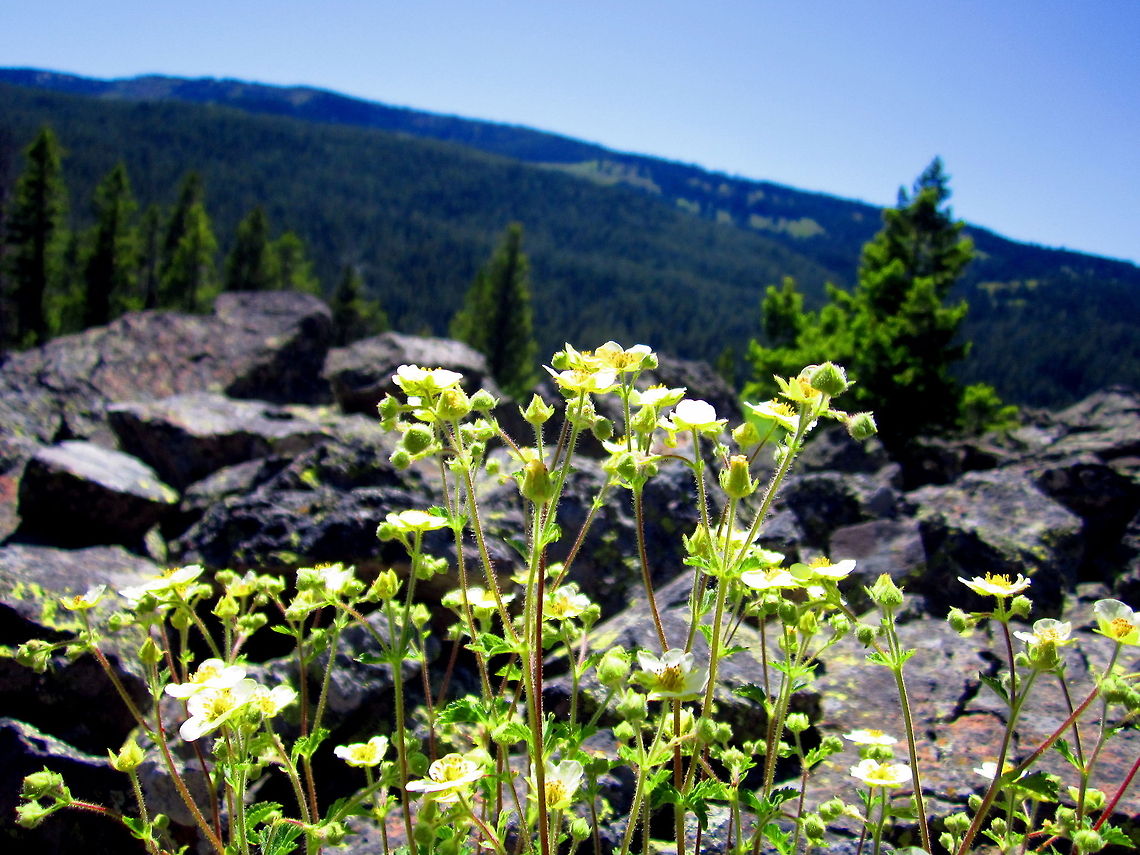 Sticky Cinquefoil Sticky cinquefoil growing tall on a rocky outcrop in the Caribou-Targhee National Forest, Wyoming. Geotagged,National Forest,Potentilla glandulosa,Sticky cinquefoil,United States,Wildflowers,Wyoming