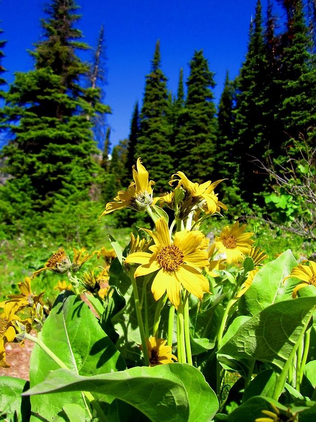 Arrowleaf Balsamroot This species grows very widely throughout the Great Yellowstone area and throughout Wyoming. It is supposedly highly edible, although I have yet to try any part of it! Arrowleaf balsamroot,Balsamorhiza sagittata,Geotagged,Grand Teton National Park,United States,Wildflowers,Wyoming