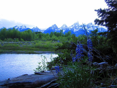 Blue Towers Lupin growing along the banks of the Snake River in Grand Teton National Park, with the Teton Mountain Range on the horizon getting ready for another night. Geotagged,Grand Teton National Park,Landscapes,Large-leaved lupin,Lupinus polyphyllus,United States,Wildflowers,Wyoming