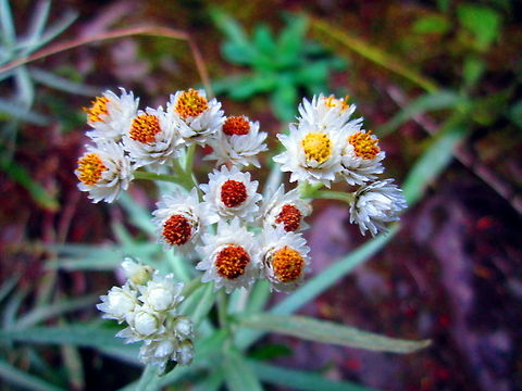 Pearly Everlasting West pearly everlasting is a small and delicate flowering plant found throughout most of North America north of Mexico. This particular specimen was captured in the Porcupine Mountains, Michigan. Anaphalis margaritacea,Geotagged,Michigan,Pearly everlasting,Summer,United States,Wildflowers