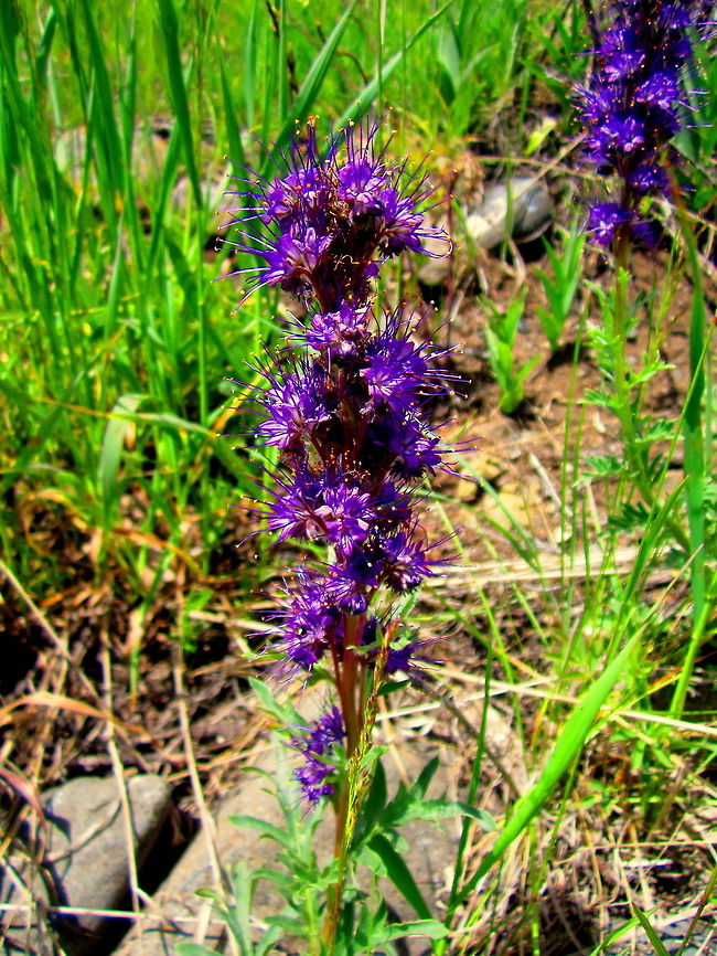Silky Phacelia A very showy and very beautiful alpine wildflower. These are not a very common wildflower, so whenever I would come across one in the Greater Yellowstone area, I always felt compelled to investigate it closer. A very unique plant if you ask me! Geotagged,Phacelia sericea,Silky phacelia,United States,Wildflower,Wyoming,Yellowstone National Park